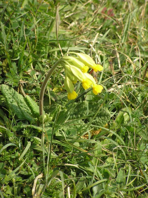 Uiteraard kwamen we weer prachtige voorjaarsbloemen tegen, zoals deze echte sleutelbloem