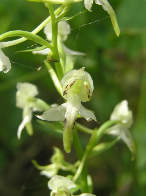 Vlakbij vonden we deze prachtige orchidee, ik heb helaas niet kunnen achterhalen welke soort het is