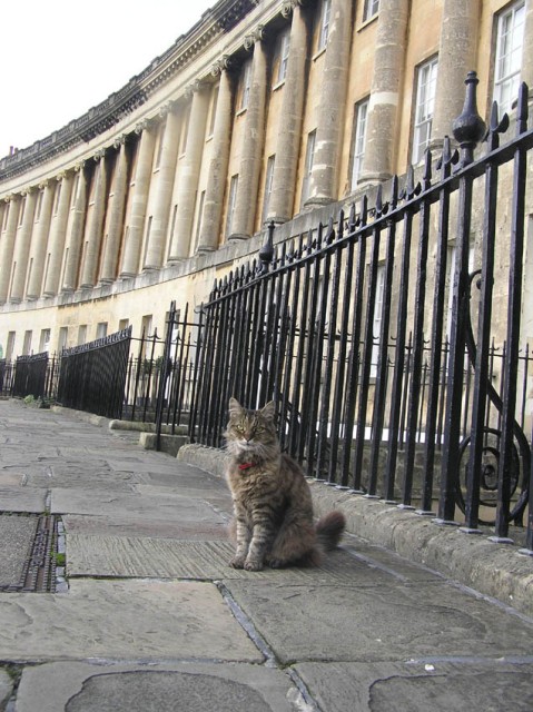 The royal Crescent, met een koninklijk uitziende kat op de voorgrond