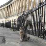 The royal Crescent, met een koninklijk uitziende kat op de voorgrond