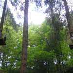 Dit is Go Ape, een survivalparcours door de boomtoppen in Grizedale forest