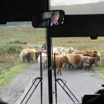 De bus over Mull kwam vast te zitten in deze schotse file