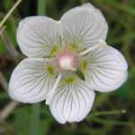 Dit is Parnassia, een zeldzaam bloempje dat (nog steeds) volop bloeide in de kennemer Duinen
