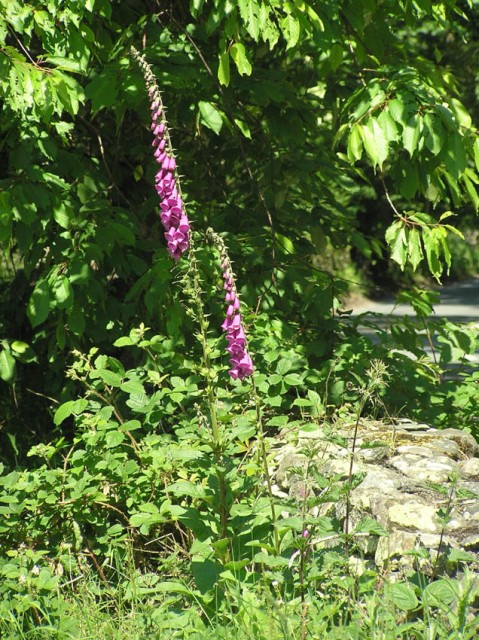 En dit is digitalis (vingerhoedskruid)