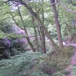 De hele omgeving stond vol met bloeiende rhododenrons