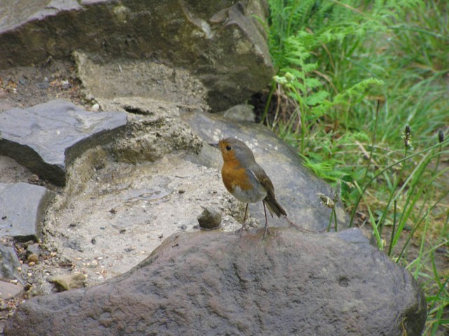 Roodborstjes zijn heel nieuwsgierige vogeltjes