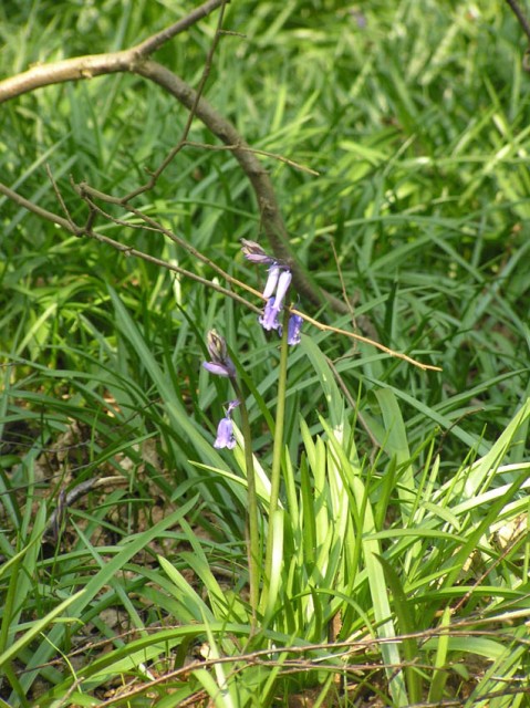 en de eerste bluebells (wilde hyacinth)