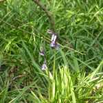 en de eerste bluebells (wilde hyacinth)