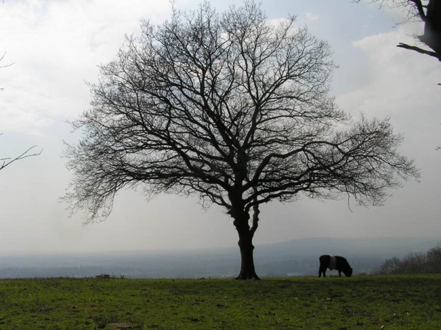 boven op de North Downs was het mooie uitzicht verborgen achter een lichte nevelsluier. Gelukkig was er bovenop ook genoeg te zien