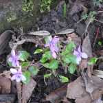 De voorjaarsbloemen bloeiden overal uitbundig, deze maartse viooltjes waren overal te vinden.