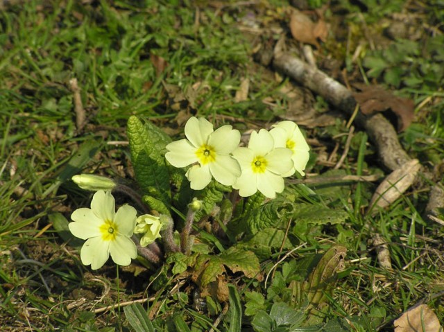 de nodige wilde sleutelbloemen