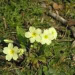 de nodige wilde sleutelbloemen