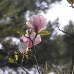 Dit is de bloem van een Magnolia