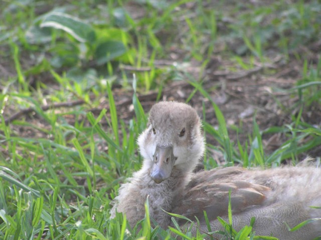 Er liepen, behalve pauwen, ook ganzen rond, deze ukken waren erg schattig