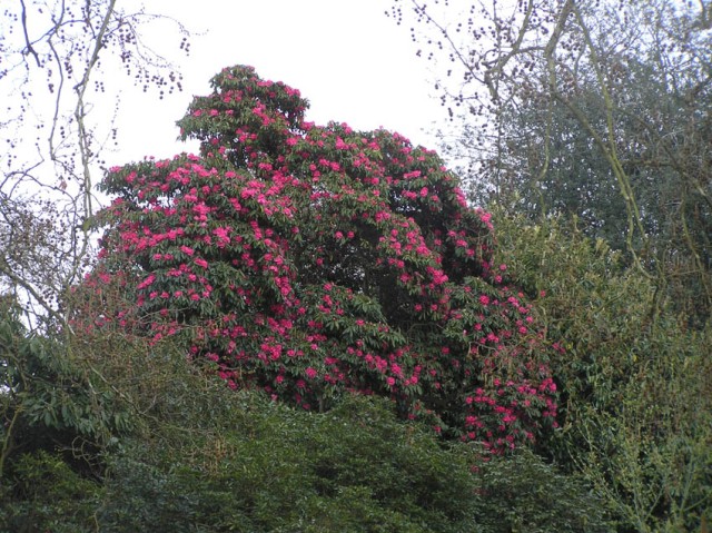 De eerste rhododenrons stonden in bloei