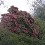 De eerste rhododenrons stonden in bloei