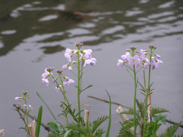 Ook hier bloeiden de pinksterbloemen al aan de waterkant