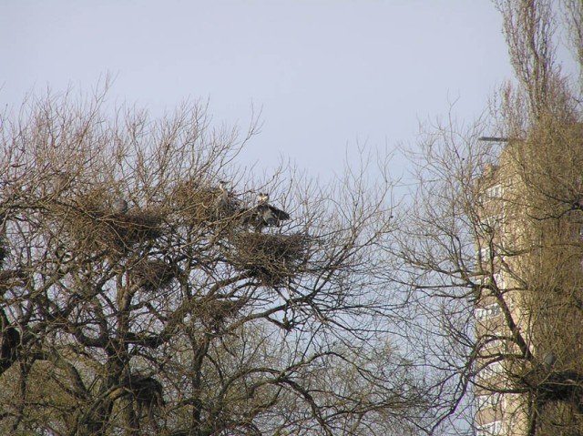 In de bomen aan de oever ging het er ruig aan toe in een kolonie reigers (ik wist overigens niet dat deze beesten in kolonies woonden)