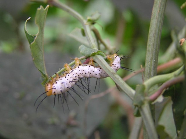 In de vlindertuin zagen we deze mooie rups een passiebloem vernietigen