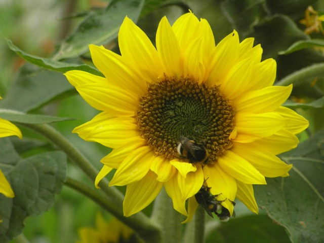 Een populaire zonnebloem in de botanische tuin van Stockholm