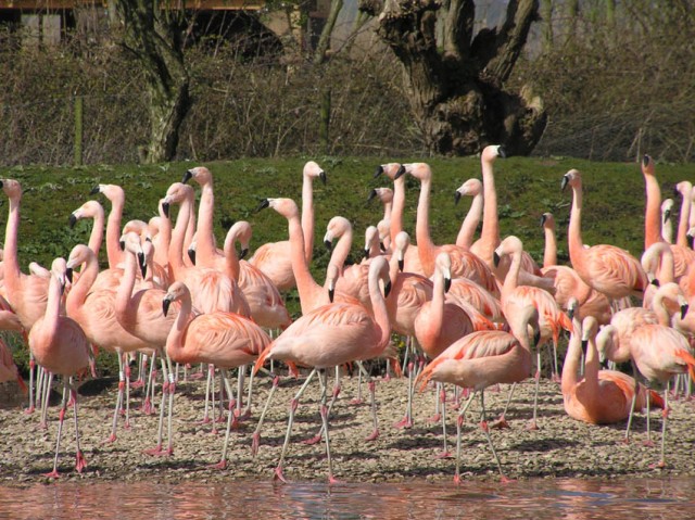 Aan flamingo's geen gebrek