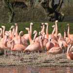 Aan flamingo's geen gebrek