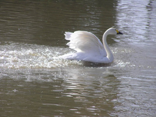 Bewick's swan (fluitzwaan, ook wel bekend van de finse euro) is een zeldzaamheid in  Groot-Brittanni