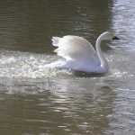 Bewick's swan (fluitzwaan, ook wel bekend van de finse euro) is een zeldzaamheid in  Groot-Brittanni
