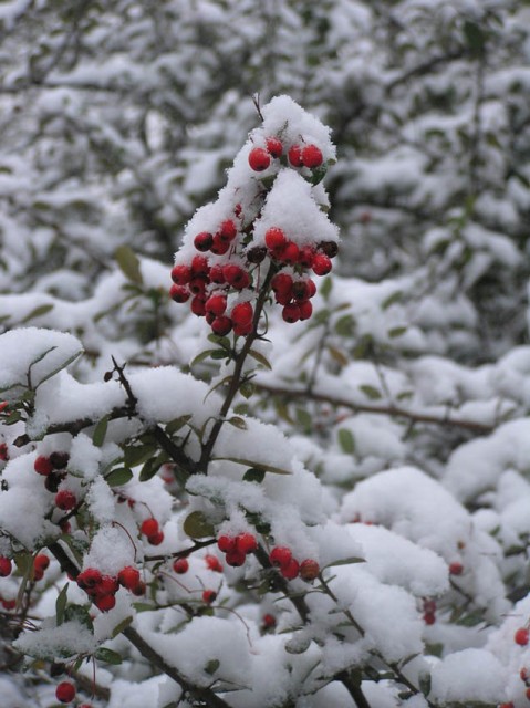 al wandelend naar mijn werk kwam ik deze ondergesneeuwde besjes tegen