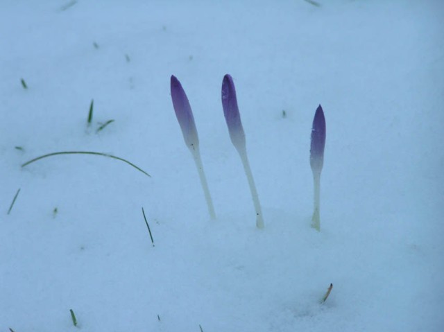 nog meer crocussen