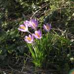 Ook in de ongetemde regenwouden van Surrey kun je bloeiende crocussen vinden