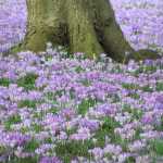 er bloeide al vanalles in Kew Gardens