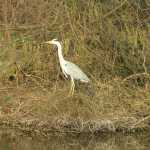 ook de reiger ontbreekt niet (ja, hij is echt)