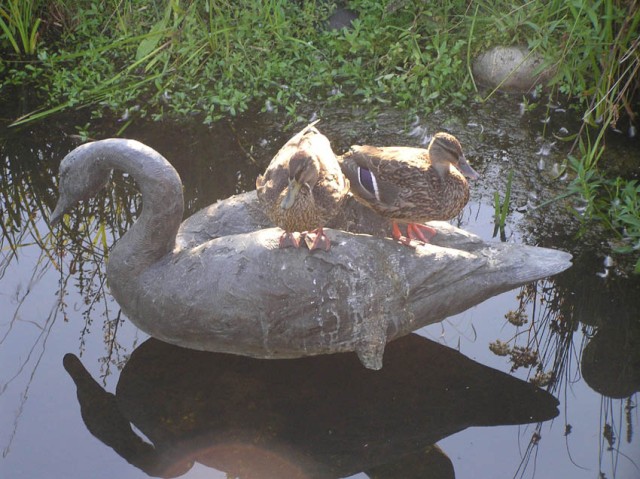 en natuurlijk ontbrak ook de gewone wilde eend niet