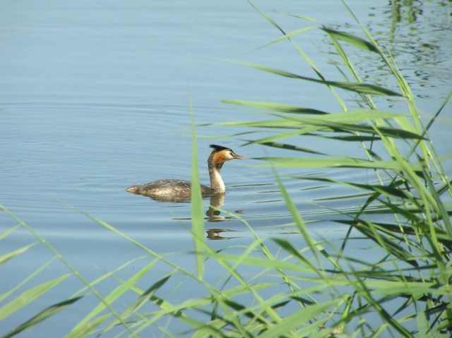 De fuut is ook altijd een prachtige vogel