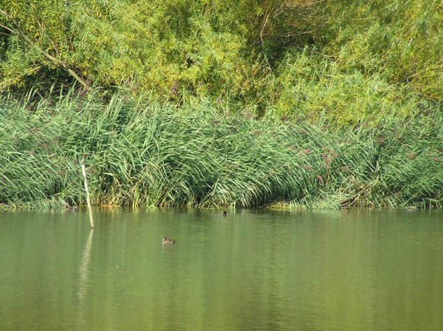 Een prachtige rietkraag, maar het was mij om het paaltje te doen. Als je heel goed kijkt, zie je boven op het paaltje een felblauw met bruin vogeltje. Dat kan natuurlijk maar n vogel zijn: de ijsvogel!