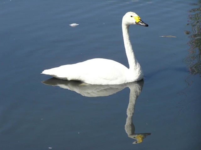 The London Wetlands Centre had een zeer hoog zwanengehalte, dit is de kleine zwaan