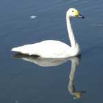 The London Wetlands Centre had een zeer hoog zwanengehalte, dit is de kleine zwaan