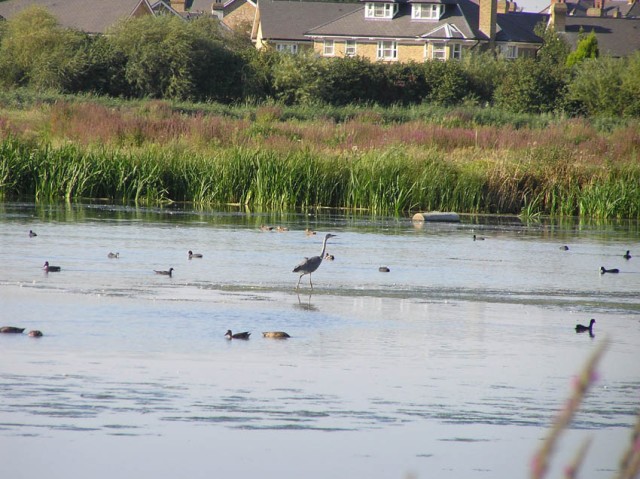 Een meer vol met vogels