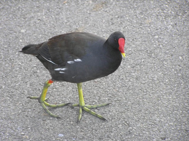 De waterhoen was de meest algemene en minst schuwe vogel in het park