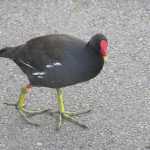 De waterhoen was de meest algemene en minst schuwe vogel in het park