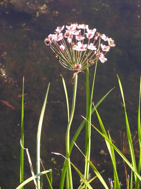 Er was zelfs een zwanenbloem