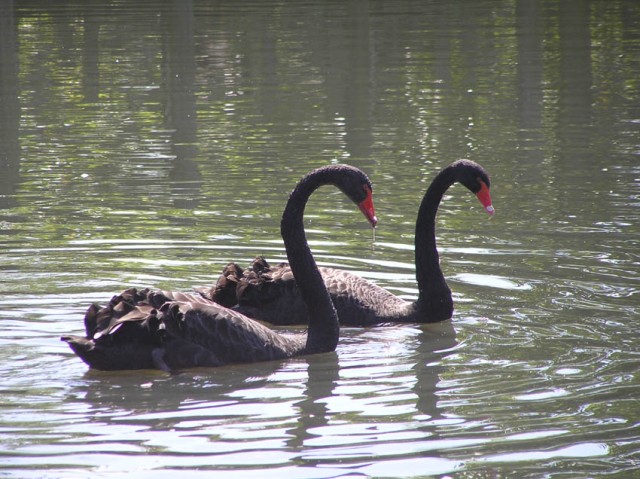 de zwarte zwanen waren heel fotogeniek