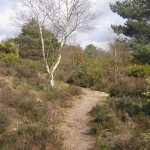 Dit is het heidegebied Frensham common, prachtig om te wandelen